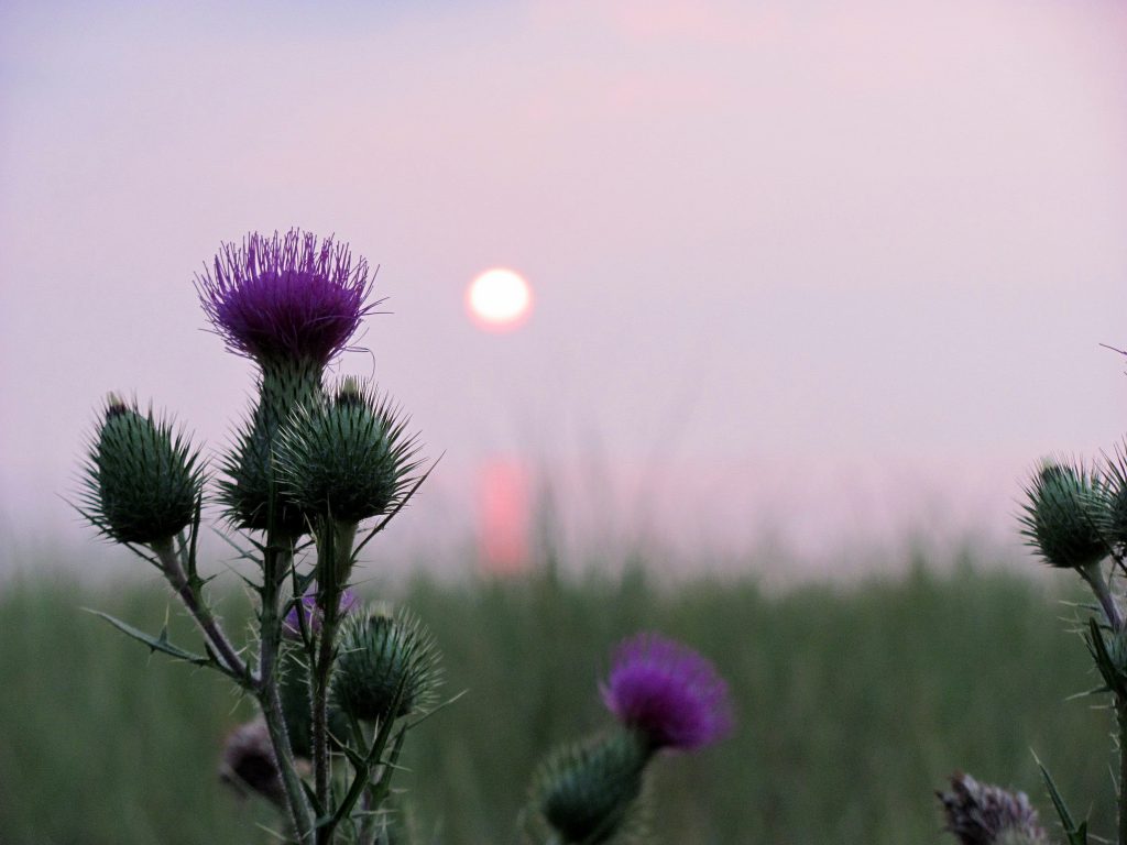 Símbolos de Escocia: El cardo guardián - Foto por RichardBH
